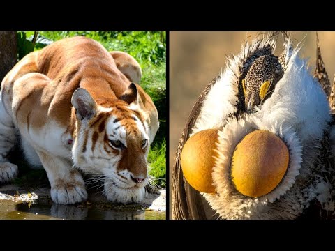 Vídeo: Como Treinar Zebra Finches