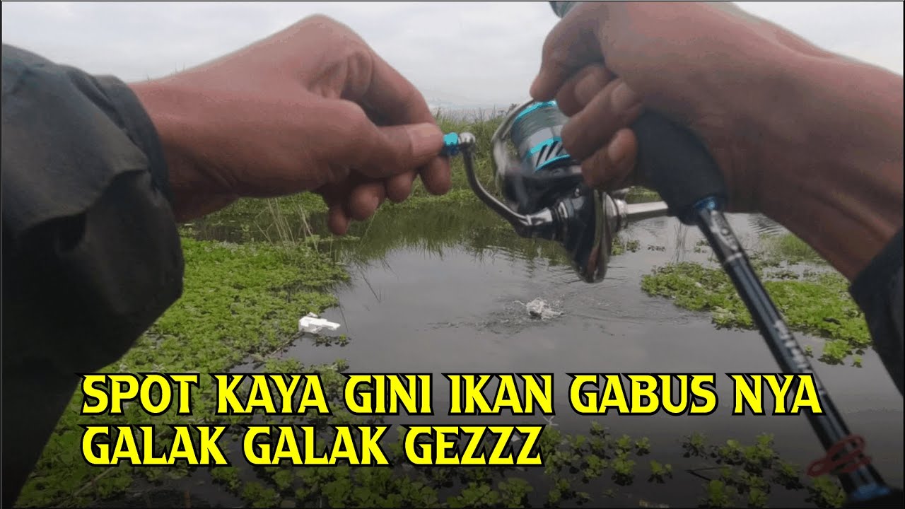 casting ikan gabus l ispull travel rod l ultralight fishing