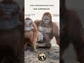 explicación de gigantopitecus