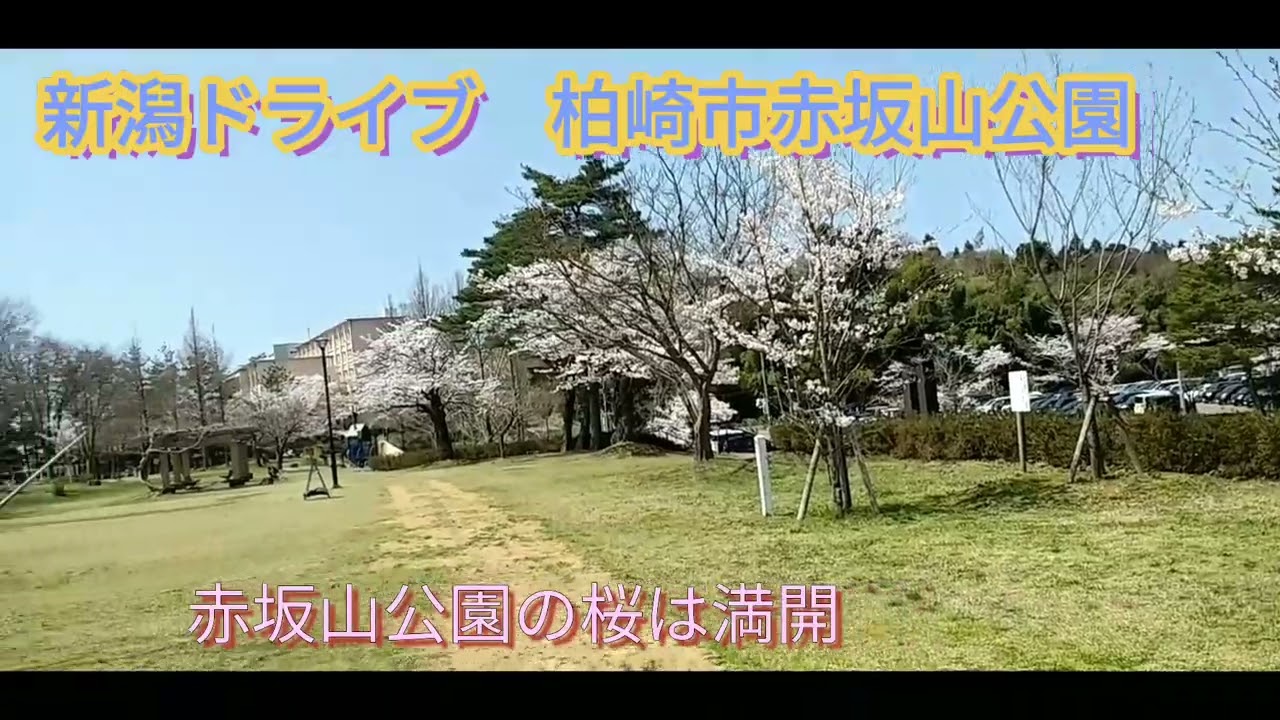 新潟ドライブ 柏崎市赤坂山公園のサクラは満開 22 4 12 Youtube