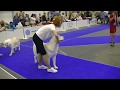 Central Asian Ovcharka Euro dog show 2017 in Kiev Ukraine の動画、YouTube動画。