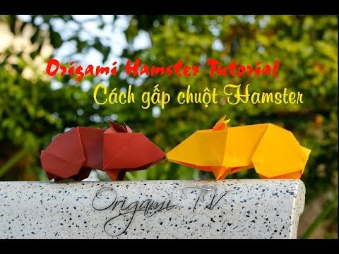 Video: Cách Làm Chuột Hamster Bằng Giấy