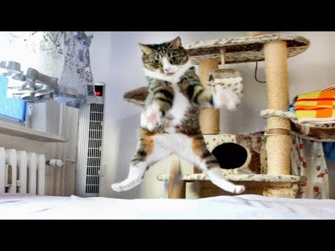 Nikita Cat In Slow Motion (recorded in 120 fps)