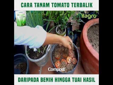 Video: Cara Menanam Pokok Tomato Di Rumah: Octopus, Tsifomandra Dan Varieti Lain, Ulasan, Foto Dan Video