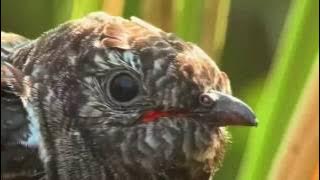 Kedasih Si Burung Mitos Kematian Yang Licik