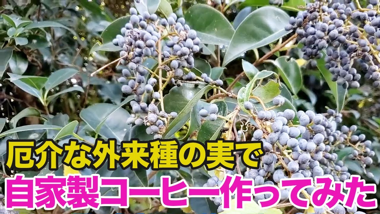厄介な外来種の実で高級自家製コーヒー（!?）作ってみた