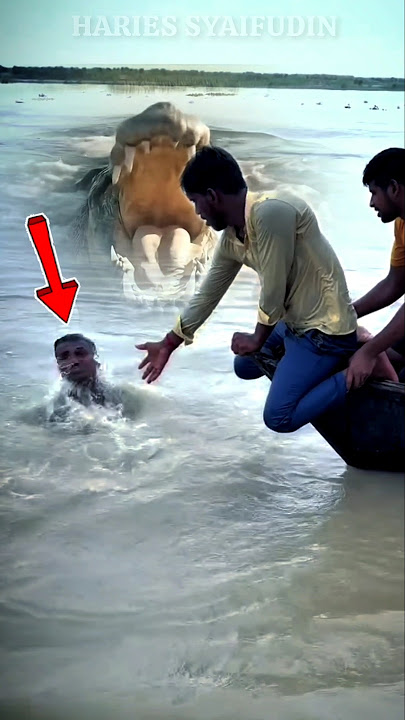 GAWAT‼️BUAYA MAKIN DEKAT #amazing #scary #crocodile