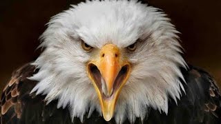 eagle sound effects - efek suara elang
