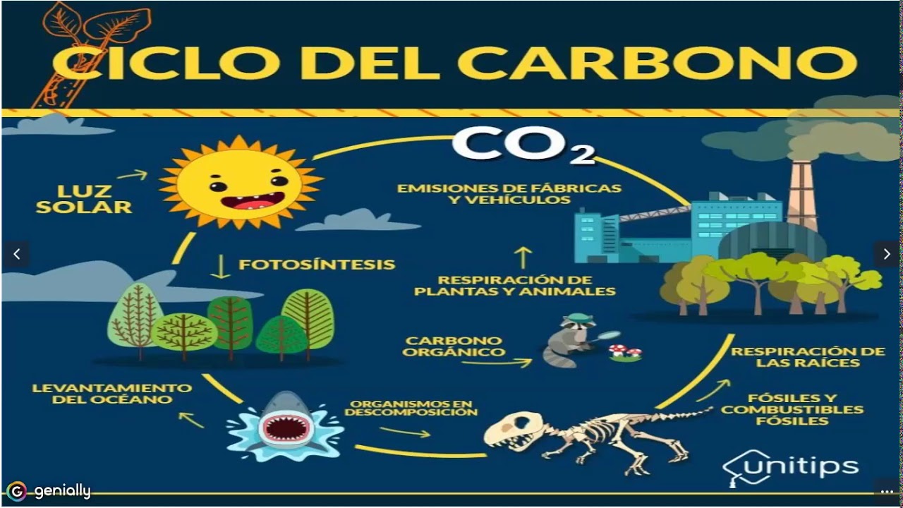 No Ciclo Biogeoquímico Apresentado A Fotossíntese Pode