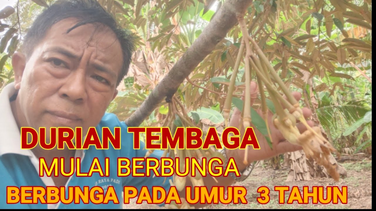 UMUR TIGA TAHUN DUA BULAN DURIAN TEMBAGA SUDAH BERBUNGA