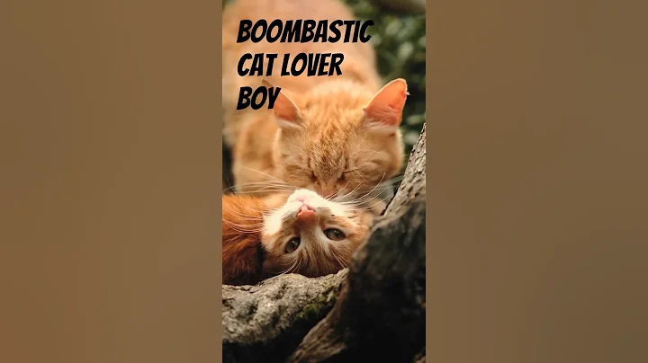 Watch the video about When the cat is sweeter than you! #cat #funnycats #shorts #tiktok #cats #usa #tiktokvideo #kitty