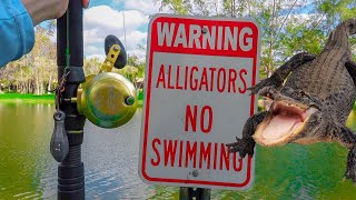 Catching DANGEROUS ALLIGATOR  from Local POND! *DEADLY*