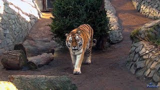 The Leningrad zoo. In the animal world (2017)