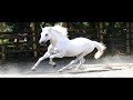 Horse Sounds Vol 3 