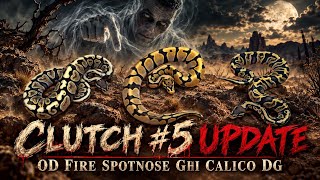 2026 Clutch #5 -OD Spotnose GHI Calico DG-Clutch Update- Breeding Ball Pythons #ballpython #reptiles