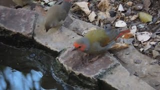 Orange-winged Pytilia Drinking Water