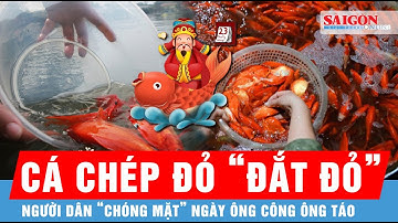 Giá cá chép đỏ tăng gấp rưỡi, người dân “chóng mặt” trong ngày cúng ông Công, ông Táo | Tin tức