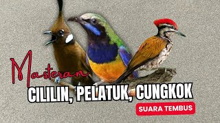 Masteran Tembak Cililin, Pelatuk, Cungkok | Masteran Roll Tembak Suara Tembus