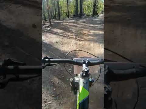 Bike vs Tree