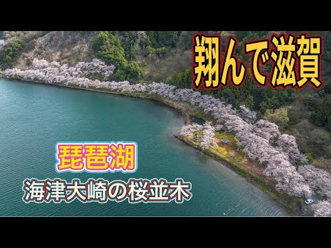 滋賀県「海津大崎の桜」琵琶湖 ドローン男子空撮