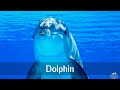 Marine animals pronunciation for children (with pictures)