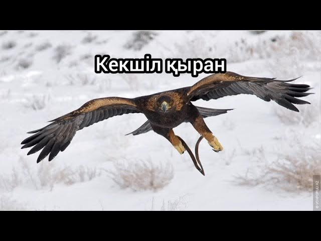 Ерлерге арналған клизма порно видео Мен 3000 жезөкшелерді біле алмаймын, бірақ мен білемін және білемін