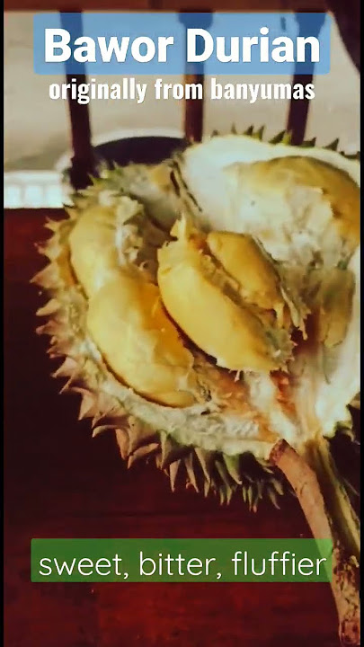 The original Bawor durian🌱#bawor #durian #banyumas