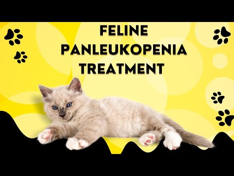 Feline Panleukopenia Treatment in cats Feline Parvovirus Diarrhea in cats