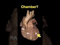 Heart Anatomy #shorts - Part D