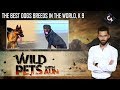 Best dogs breeds in the world, K9 | Wild Pets 2nd Episode