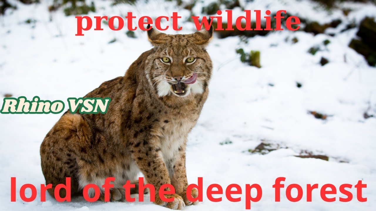 Exploring the Night Life of the Lynx – the Mysterious Lone Hunter.part 2