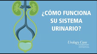 ¿Cómo Funciona Su Sistema Urinario? - Urology Care Foundation