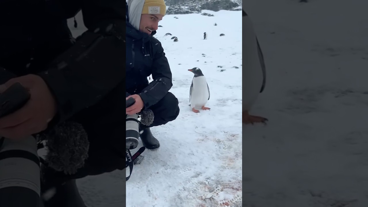 🐧 Почему пингвины не боятся людей?