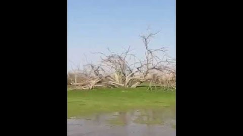 تلاوة أيوبية ﴿الله لطيف بعباده يرزق من يشاء وهو القوي العزيز﴾ للشيخ : محمد أيوب رحمه الله.