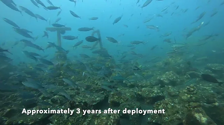 Artificial Reef after 3 years