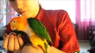 Adult caique meets an abandoned caique baby (Derpla & Pyro / Nymphica)