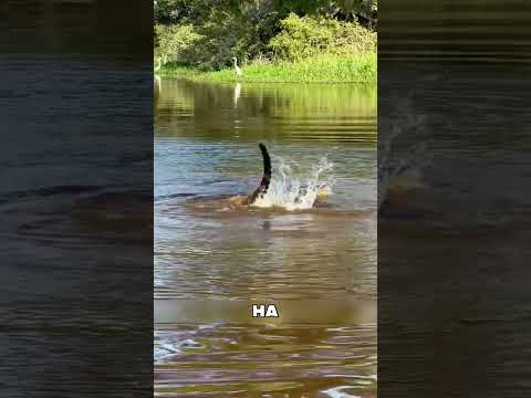ПОЛУТОННЫЙ крокодил против ЯГУАРА в воде😱🔥🐊