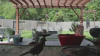 What's in the Backyard? #cardinals, #chimes by Backyard Cardinals 80 views 4 months ago 10 minutes, 50 seconds