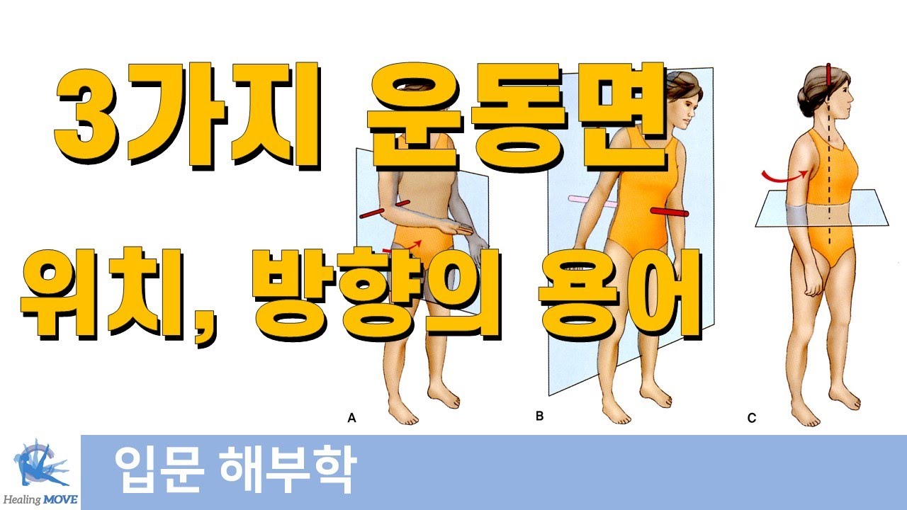 해부학은 이것부터 공부해야 합니다 - 시상면, 관상면, 횡단면 / 위치와 방향의 용어정리 / 힐링무브 입문해부학