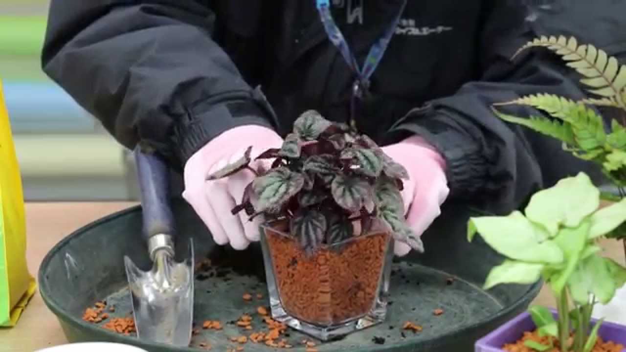 人工土セラミスを使った観葉植物の植え付け実演 ジョイフルエーケー Youtube