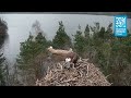 Female osprey nc0 returning to the nest  loch of the lowes webcam 2024