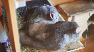 Семейная жизнь шиншилл/ Chinchillas' family life