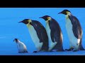Baby Penguin Escapes Kidnap | Snow Chick: A Penguin's Tale | BBC Earth