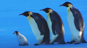 Baby Penguin Escapes Kidnap | Snow Chick: A Penguin