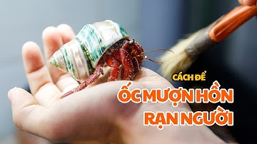 Cách để ốc Mượn Hồn rạn người - tạo cảm giác an toàn cho ốc mỗi khi ở nhà mới #ocmuonhonthanhxuan