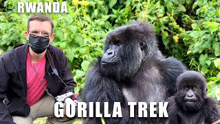 Rwanda / Gorilla Trekking / Two Families / 30+ Gorillas / Fighting