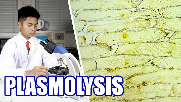 Plasmolysis in Onion Epidermal Cells - IB Biology Topic 1 Cells