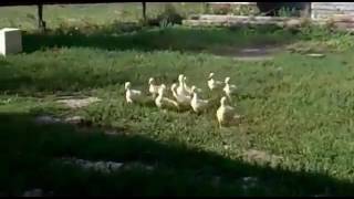 Как гуси слушаются своих хозяев! Прикол! Как гуси слушаются своих хозяев! Прикол!