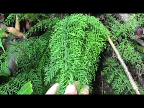 Video: Staghorn Fern Chain Support - Cara Menggantung Pakis Staghorn Dengan Rantai