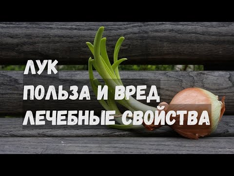 Лук Польза и Вред Лечебные Свойства